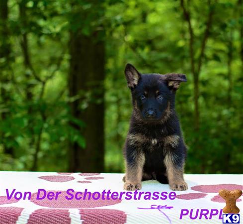 German Shepherd